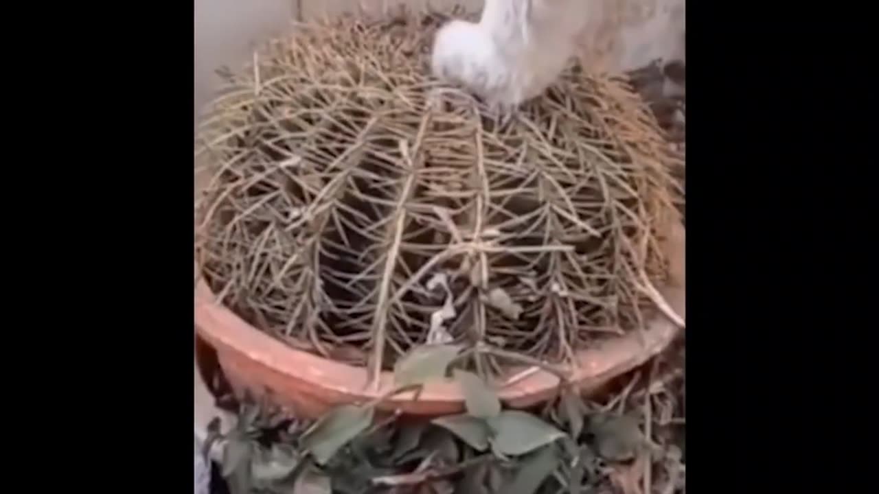 The Funniest Video You'll Watch Today!😂😂 Funny Animal😂😂