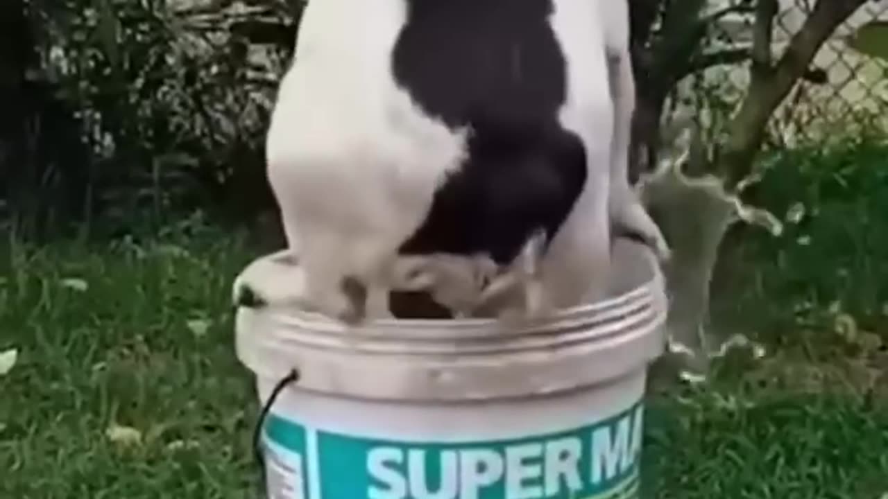 Funny animals 2023π - Funniest Cats and Dogs Videoππ211 #shorts