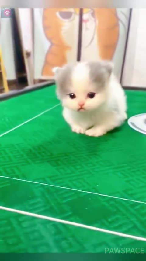 Cute Cats and Dogs--_shorts _cute