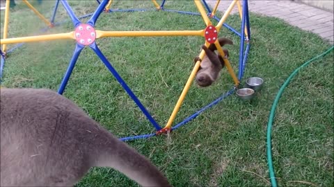 Baby Sloths Being Sloths FUNNIEST Compilation