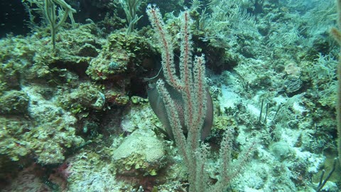 Nurse Shark, Barracuda and Gray Angelfish