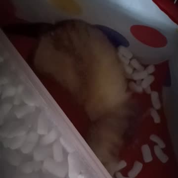 Ferret playing with balls!