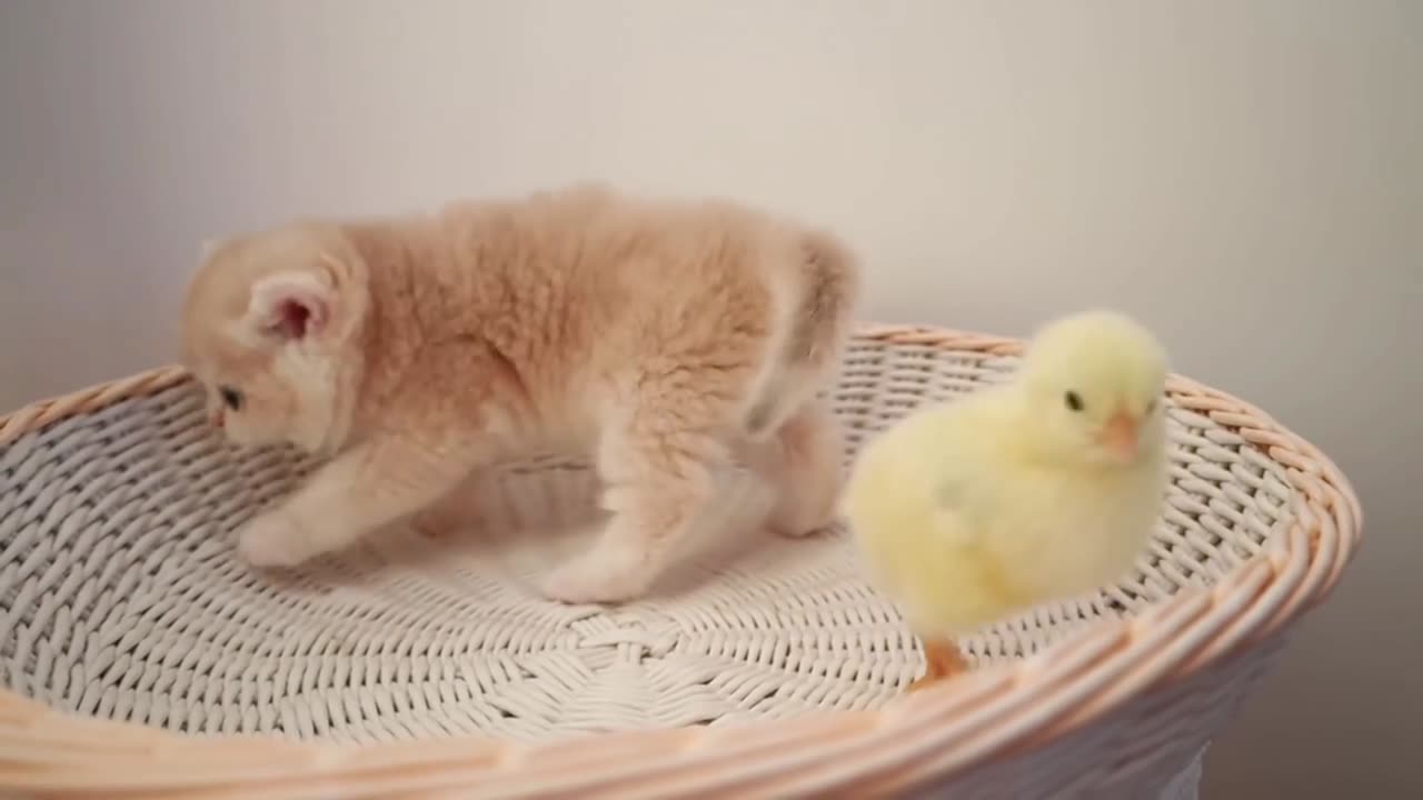 Kittens walk with a tiny chicken