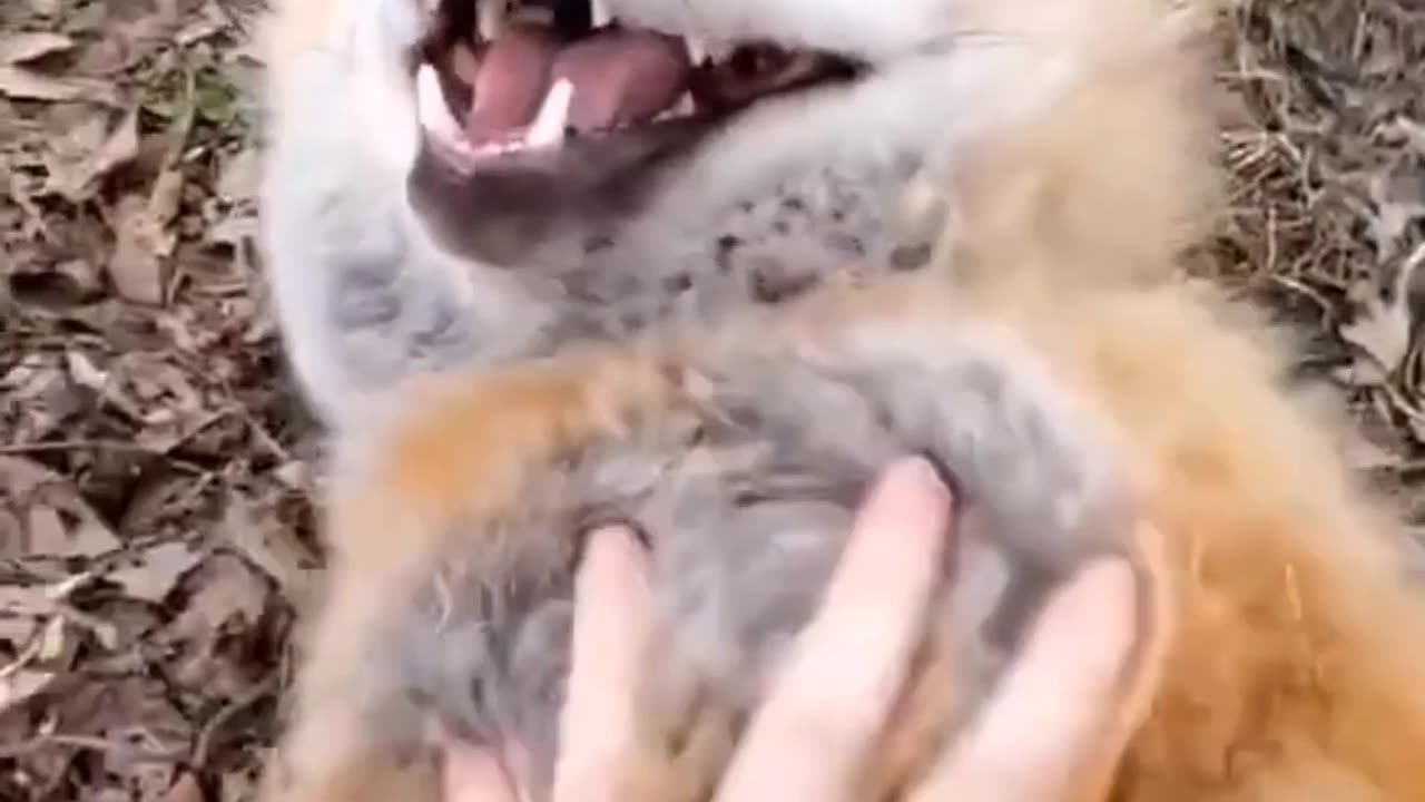 Fox laugh Funny animal moment