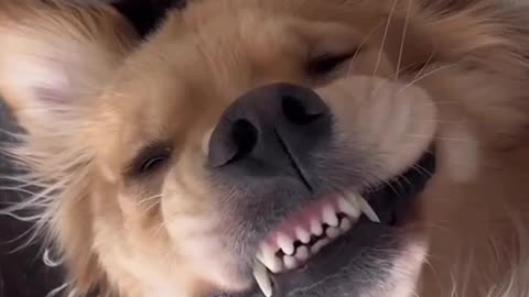 Funny dog