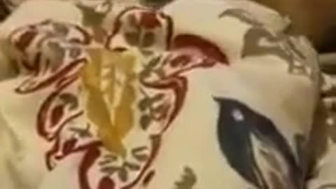 funny animals videos