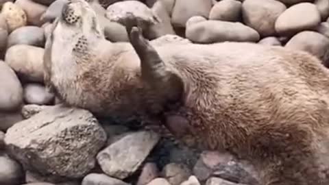 Water lion play with stone