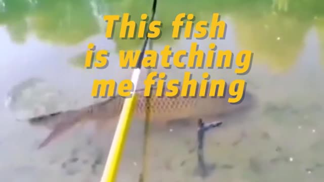 This fish is watching me fishing