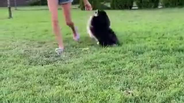 Funny Cute Dog Videos