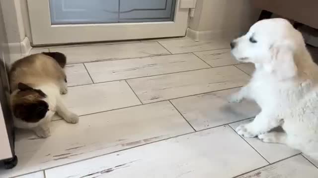 Golden Retriever Puppy Confused by New Cat