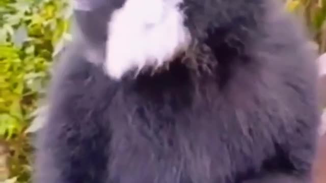 How to black monky animal sound short videos most beautyful monkey 🐵🦍