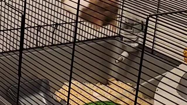 Why is my hamster always falling?