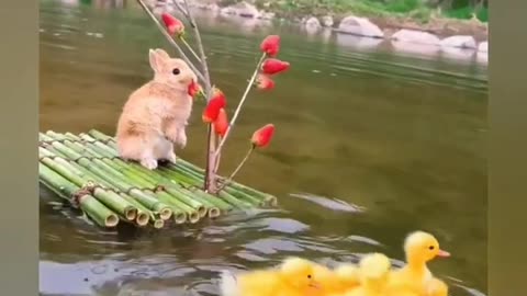 Cute bunny on the raft