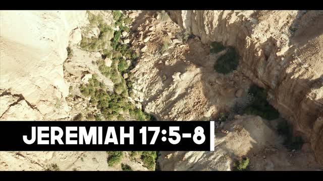 The Tree God Intends Us to Be Jeremiah 175–8 Our Daily Bread Video Devotional(1)