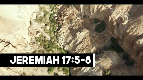 The Tree God Intends Us to Be Jeremiah 175–8 Our Daily Bread Video Devotional(1)