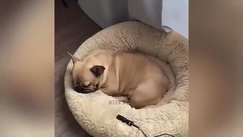 dog and cat episode video