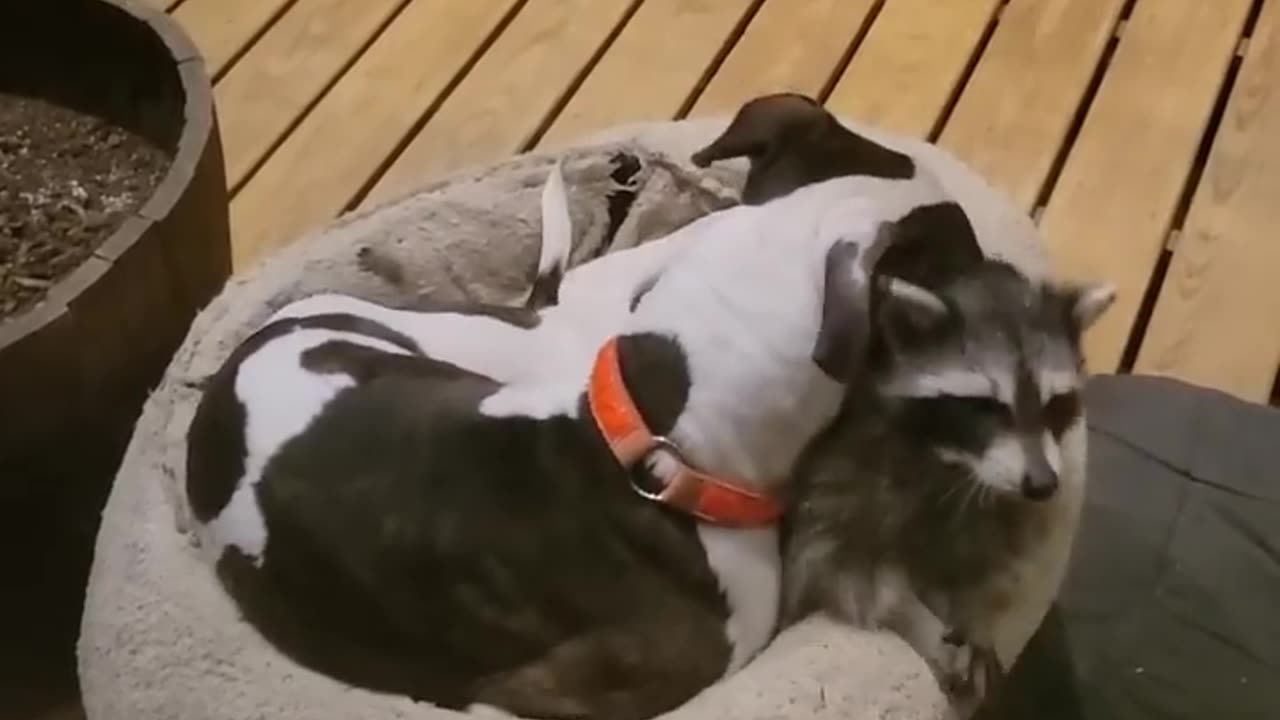 where does the coyote sleep?
