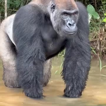 WOW WHAT A FIND!🫢😱🦍