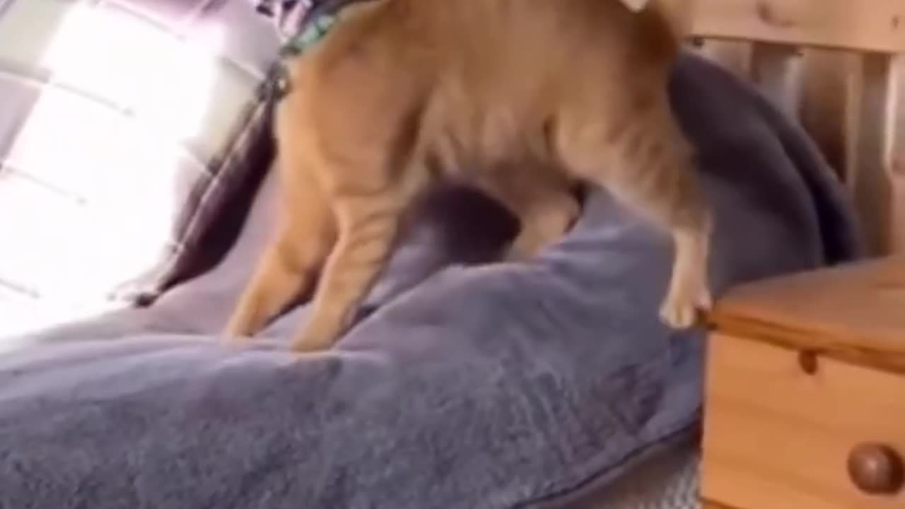 Insane funny videos