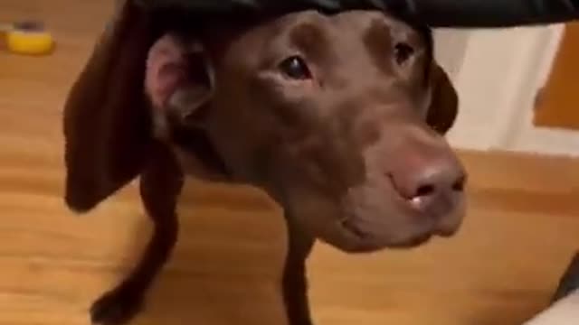 Chocolate Lab Does A Funny Paws Above The Head Move! Funny Dog/Animal Video!