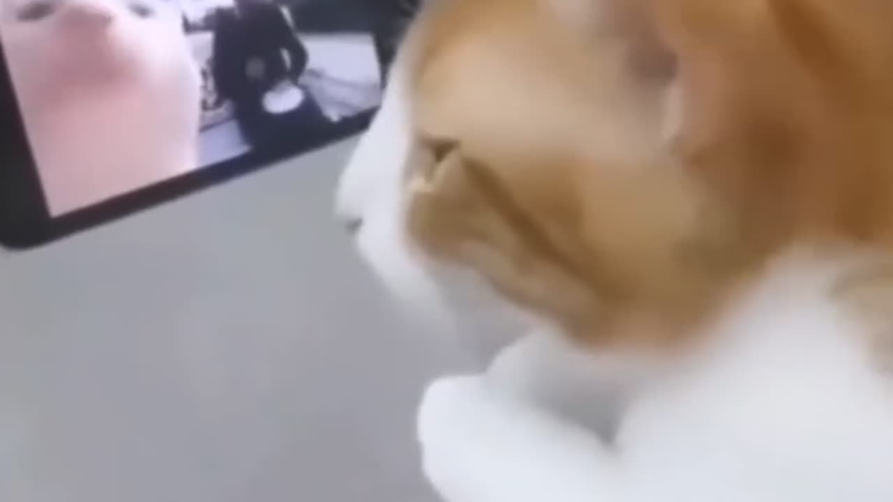 MY CAT WATCHING AND DANCING VIDEOS