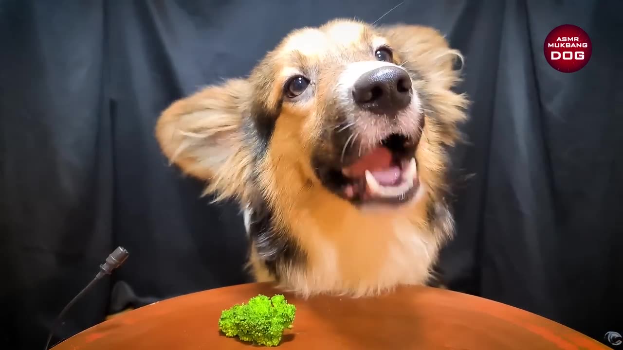 DOG EATING STEAK 먹방