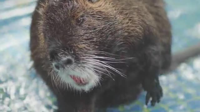 Nutria take a bath