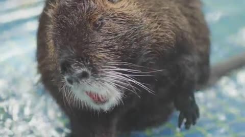 Nutria take a bath