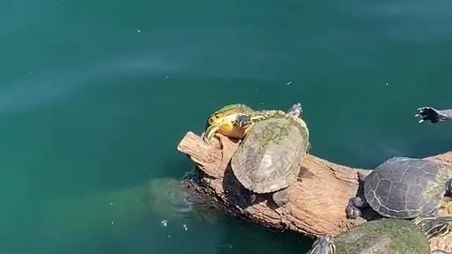 Turtle Fights Turtle For A Spot In The Log