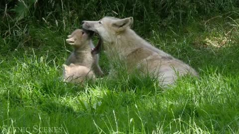 Baby Animals 4K -