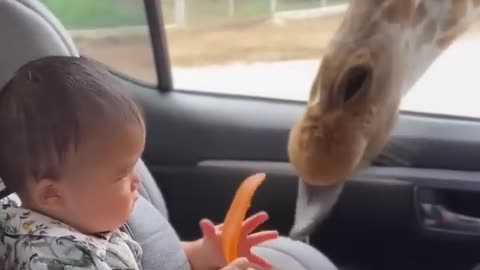 This giraffe really wants the baby’s food!