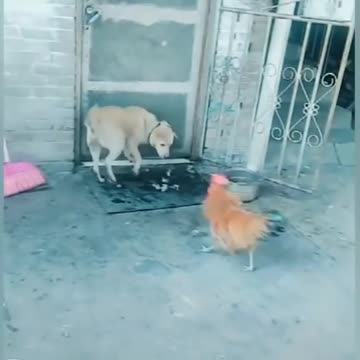 Angry cock vs dog funny videos 🤣