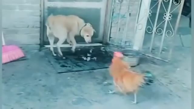 Angry cock vs dog funny videos 🤣