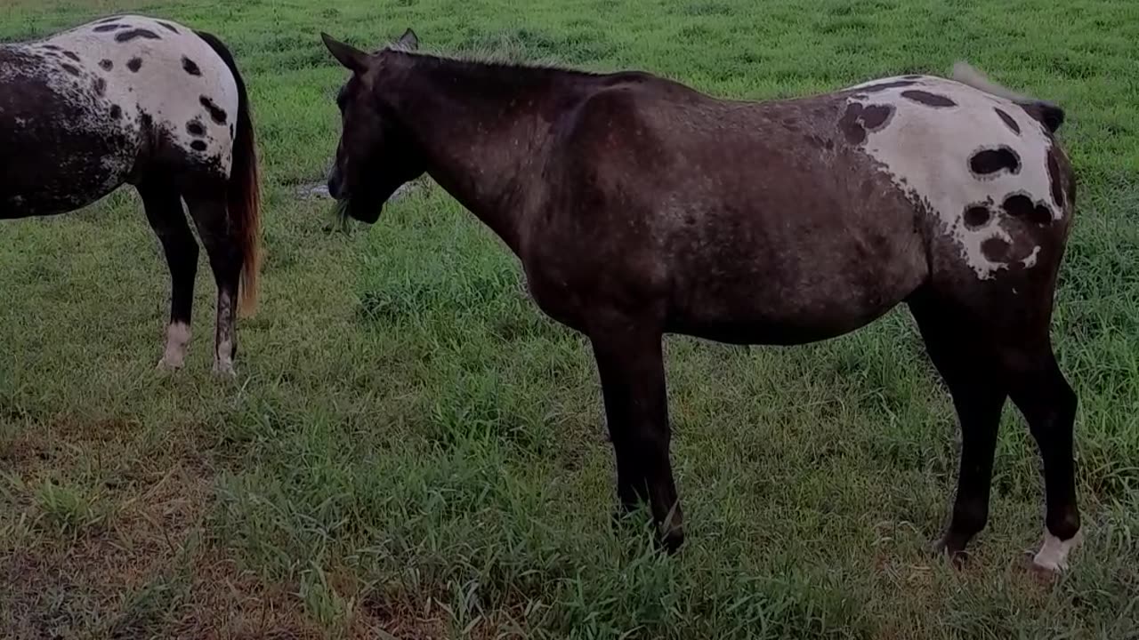 An APPY Greeting.