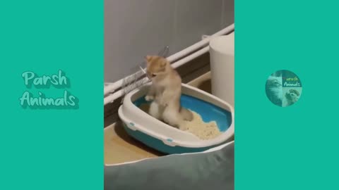 BFunny animals_funny cats/dogs_funny animals videos est videos of January 2023