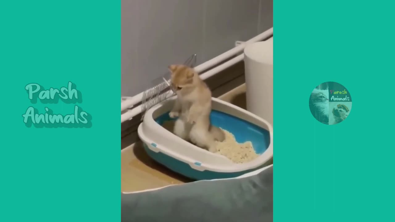 BFunny animals_funny cats/dogs_funny animals videos est videos of January 2023