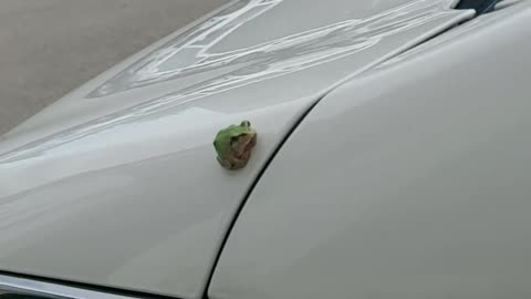 cute frog on the car