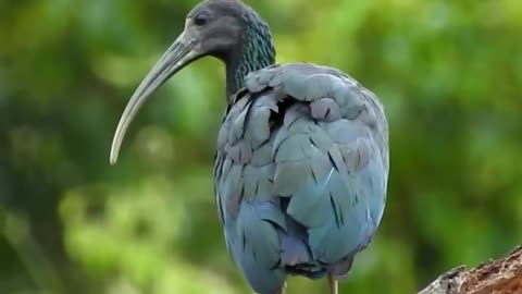 Green ibis