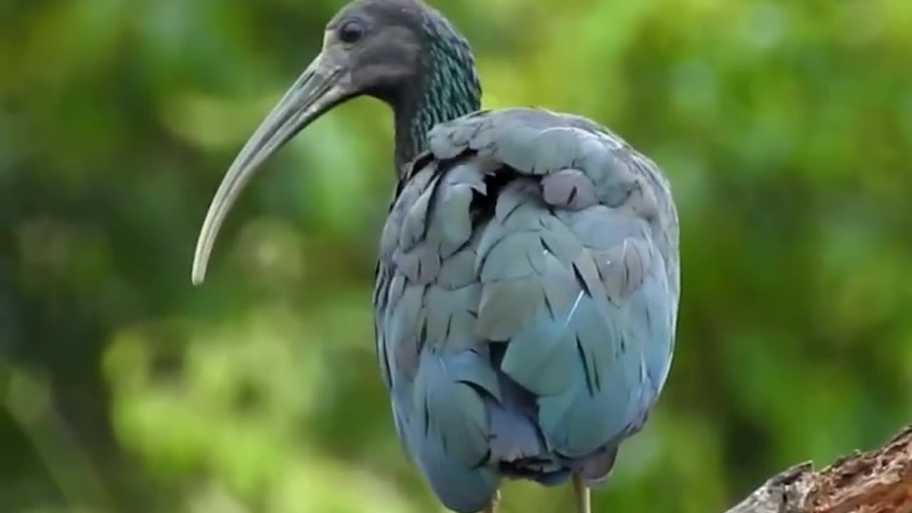 Green ibis