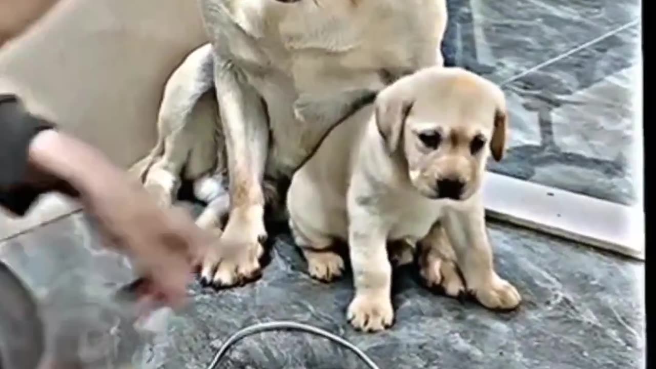 Cute dogy save us small dogy