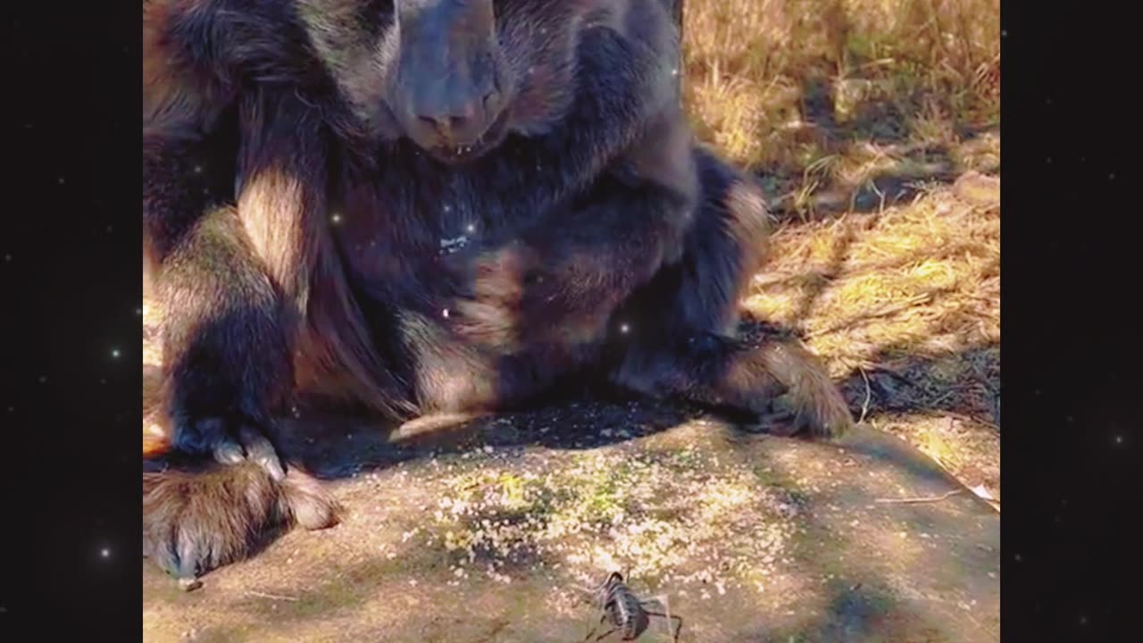 "Annoying or not, get out of the way. #CutePet"