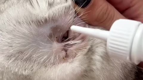 Cute and funny cat video.cute reaction by cat.