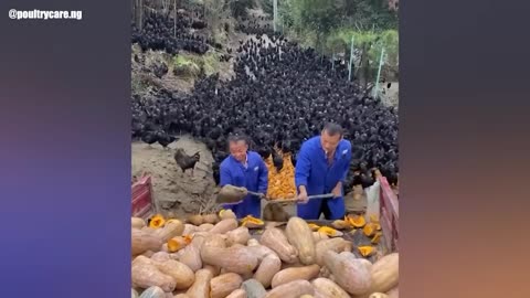 If These Moments With Animal Were Not Filmed, No One Would Have Believed Them