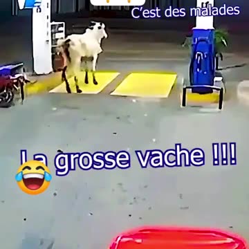 Ok, this just means I've seen it all!