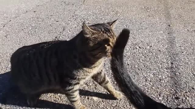 The cat fighting for love