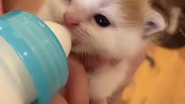 #kitten drinking milk