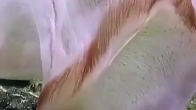 Translucent deepstaria jellyfish shapeshifts