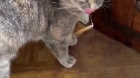 Funny videos