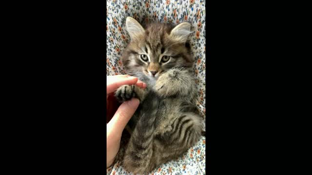 Kitty Enjoying Massage