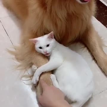 A strong friendship between dog and cat
